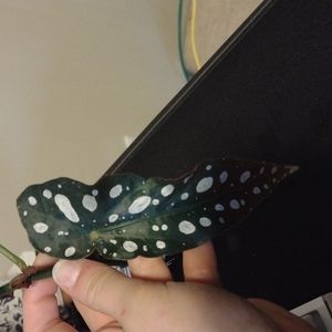 Begonia Maculata